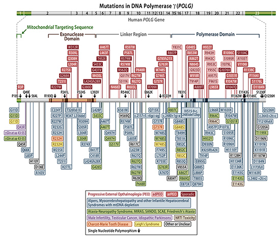 chart of Mutations in DNA Polymerase