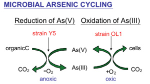 arsenic cycling diagram