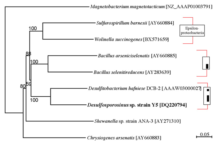 Phylogenetic Table
