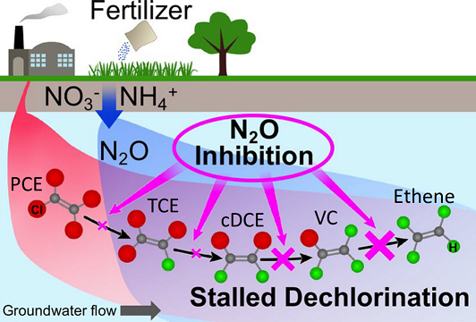 Researchers tested whether N2O inhibits reductive chlorination at different steps in the process. 
