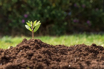 Photograph of a plant seedling growing out of a pile of dirt on the ground