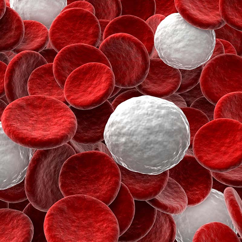 Thumbnail image for Benzene Reduces White Blood Cell and Platelet Counts
