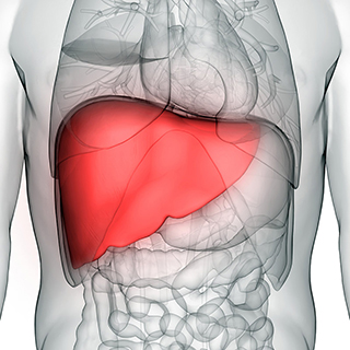 liver highlighted in red inside the human body