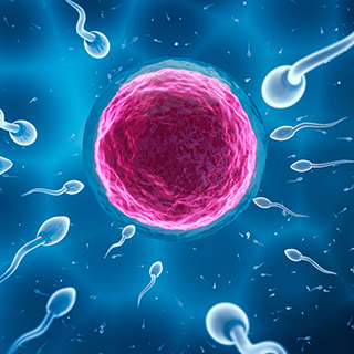 male sperm traveling toward female egg