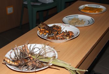 Different forms of turmeric were presented at the press conference (from left to right): root with stalks, raw root, dried root, and ground for spice distribution.