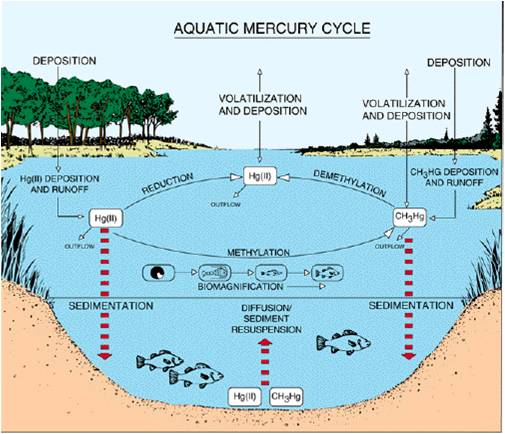 Image of aquatic mercury cycle.