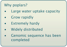 Text box stating: Why Poplars? 1. Large water uptake capacity, 2. Grow rapidly, 3. Extremely hardy, 4. Widely distributed, and 5. Genomic sequence has been completed.