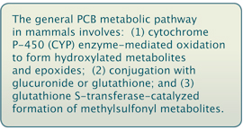 Text box stating: The general PCB metabolic pathway in mamals involves: 1. Cytocrhome P-450 (CYP) enzyme-mediated oxidation to form hydroxylated metabolites and epoxides; 2. conjugation with glucuronide or glutathione; and 3. glutathione S-transferase-catalyzed formation of methylsufonyl metabolites.