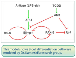 This model shows B-cell differentiation pathways modeled by Dr. Kaminski's research group.
