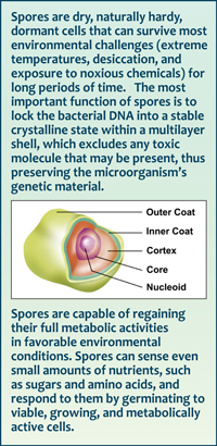 Spores are dry, naturally hardy,  dormant cells that can survive most environmental challenges (extreme temperatures, desiccation, and exposure to noxious chemicals) for long periods of time.   The most important function of spores is to lock the bacterial DNA into a stable crystalline state within a multilayer shell, which excludes any toxic molecule that may be present, thus preserving the microorganism’s genetic material. Spores are capable of regaining their full metabolic activities in favorable environmental conditions. Spores can sense even small amounts of nutrients, such as sugars and amino acids, and respond to them by germinating to viable, growing, and metabolically active cells.