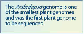 The Arabidopsis genome is one of the smallest plant genomes and was the first plant genome to be sequenced