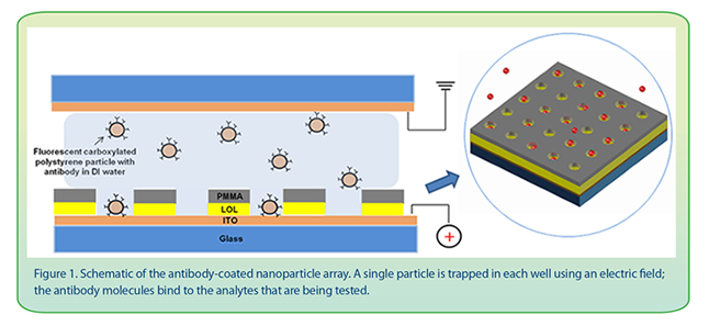 Schematic of the antibody-coated nanoparticle array. A single particle is trapped in each well using an electric field;
the antibody molecules bind to the analytes that are being tested.