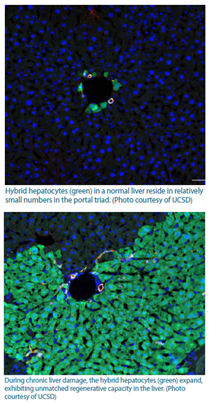 Photo of hybrid hepatocytes in the normal liver in small numbers in the portal triad.