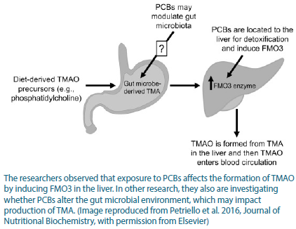 Graphic showing that TMAO enters the gut, PCBs may modulate gut microbiota, and it leads to an increase in FMO3.
