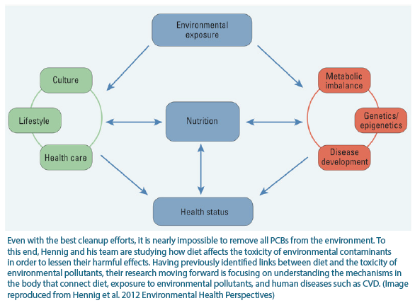 Diagram of how nutrition modulates environmental chemicals. Hennig and his team are studying how diet affects the toxicity of environmental contaminants in order to lessen their harmful effects.