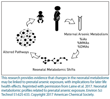 aImage showing that maternal exposure to arsenic may lead to neonatal metabolomic shifts, which may lead to altered pathways in the baby.