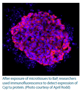 Image of a microtissue after exposure to BaP. The researchers used immunofluorescence to detect expression of Cyp1a protein.