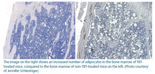 The image on the right shows an increased number of adipocytes in the bone marrow of TBT-treated mice, compared to the bone marrow of non-TBT-treated mice, shown on the left.