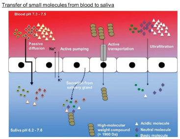 Small molecules can transfer from blood to saliva, making it a useful alternative to collecting blood samples. The transfer process involves passive diffusion of lipophilic compounds, active transport of high molecular weight compounds, and ultrafiltration of low molecular weight hydrophilic compounds.