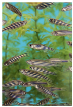 School of adult zebrafish. (Photo courtesy of Robert Tanguay)