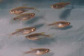 Adult zebrafish underwent a variety of behavioral tests, including one examining their preference for social interaction with other zebrafish.  
