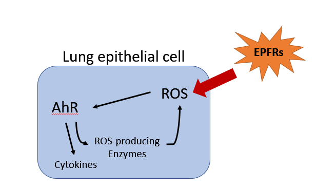 Simplified proposed mechanism of AhR activation by EPFRs. 