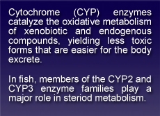 Cytochrome (CYP) enzymes catalyze the oxidative metabolism of xenobiotic and endogenous compounds, yielding less toxic forms that are easier for the body to excrete. In fish, members of the CYP2 and CYP3 enzyme families play a major role in steroid metabolism.
