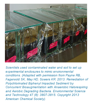 Photographs of mesocosms set up for the experiment with contaminated water and soil that mimic environmental conditions.