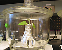 image of chamber with plant growing insite.
