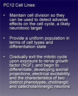 text box stating: PC12 Cell Lines: Maintain cell division so they can be used to detect adverse effects on the cell cycle, a likely neruotoxic target; Provide a uniform population in terms of cell types and differentiation state; Gradually exit the mitotic cycle upon exposure to nerve growth factor (NGF), and begin to differentiate, developing axonal projections, electrical excitability, and the characteristics of two distinct phenotypes, cholinergic and catecholaminergic neurons.