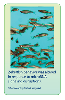 photo of zebrafish in study