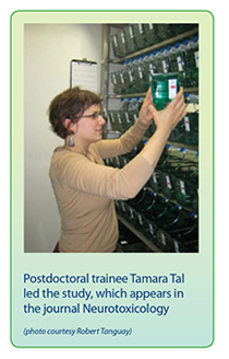Photo of postdoctoral trainee Tamara Tal led the study