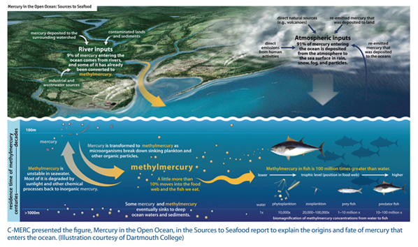 Image showing the fate and origin of mercury in seafood. River inputs from groundwater and human waste are 9% of inputs. Atmospheric inputs from direct emissions and natural sources forms 91%. In water, mercury is transformed into unstable methylmercury. Approximately 10% of methylmercury moves into the food web.
