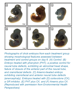 Photographs of chick embryos from each treatment group showing morphological features assessed between treatment and control groups on day 6.