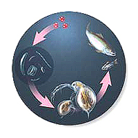 diagram of aquatic food web.