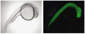 photos of zebrafish embryos