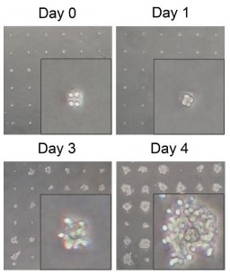 Images of cell growth on the MicroColonyChip over time, including 40X magnification. From Cell Reports 2019 26(6):1668-1678.e4. DOI: 10.1016/j.celrep.2019.01.053