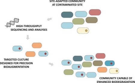 Site-adapted community at contaminated site, high-throughput sequencing and analyses, targeted culture designed for precision bioaugmentation, and community capable of enhanced biodegradation