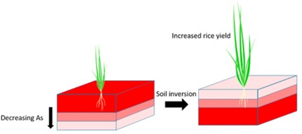 Soil Inversion and Increased Rice Yield