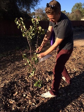 Andrew Cooper, Ph.D., collects plant tissues from a fruit tree in the community garden.