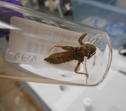 Dragonfly in specimen jar