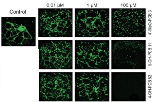 altered tubular networks in endothelial cells compared to control