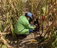 person crouched in a cornfield taking a sample