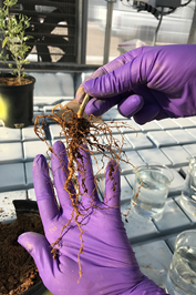 two gloved hands holding roots of plant