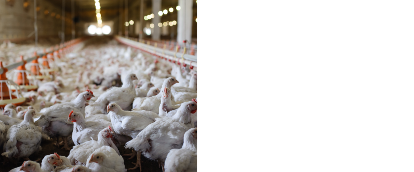 Avian influenza resources